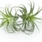 Artificial Flocking Tillandsia Air Plants HighPerformance 2Piece Faux Succulent Bromeliad Set 0