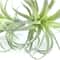 Artificial Flocking Tillandsia Air Plants HighPerformance 2Piece Faux Succulent Bromeliad Set 2