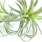 Artificial Flocking Tillandsia Air Plants HighPerformance 2Piece Faux Succulent Bromeliad Set 2