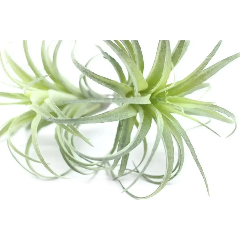 Artificial Flocking Tillandsia Air Plants HighPerformance 2Piece Faux Succulent Bromeliad Set 2
