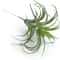 Artificial Flocking Tillandsia Air Plants HighPerformance 2Piece Faux Succulent Bromeliad Set 3
