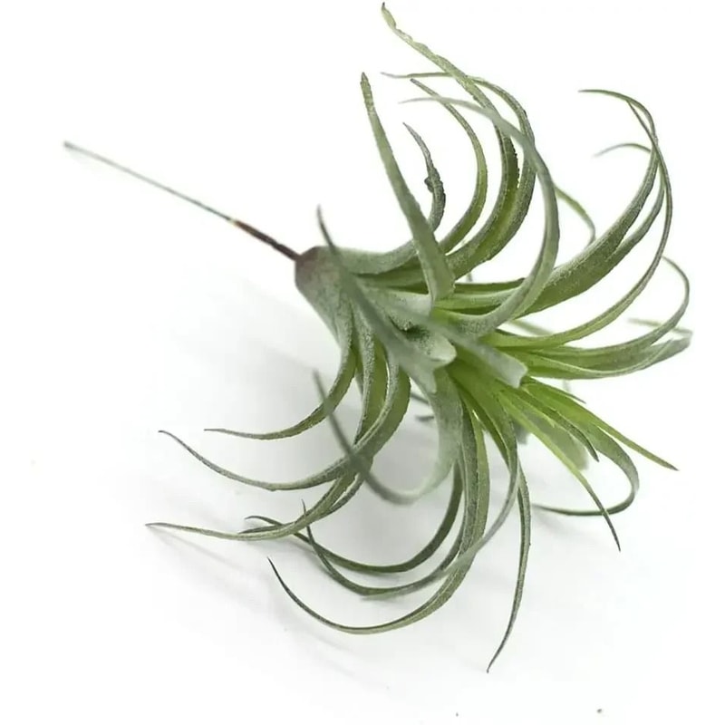 Artificial Flocking Tillandsia Air Plants HighPerformance 2Piece Faux Succulent Bromeliad Set 3