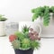 Artificial Small Succulent Set HighPerformance 9Piece Indoor Botanical Decor MultiType Faux Plant 2