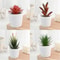 Artificial Succulent Mini Bonsai HighPerformance Simulation Evergreen Cactus Fake Plastic Decor P 3