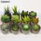 Mini Evergreen Simulated Tree HighPerformance Artificial Succulent Pot Plant Office Table Ornamen 1
