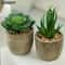 Mini Evergreen Simulated Tree HighPerformance Artificial Succulent Pot Plant Office Table Ornamen 3