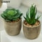 Mini Evergreen Simulated Tree HighPerformance Artificial Succulent Pot Plant Office Table Ornamen 3