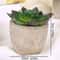 Mini Evergreen Simulated Tree HighPerformance Artificial Succulent Pot Plant Office Table Ornamen 11