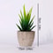 Mini Evergreen Simulated Tree HighPerformance Artificial Succulent Pot Plant Office Table Ornamen 16