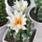 Mini Realistic Fake Cactus HighPerformance Artificial Succulent Without Pot Cute Potted Plant Dec 5