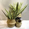 Artificial Tiger Skin Orchid HighPerformance 303in Agave Succulent Simulated IndoorOutdoor Green 5
