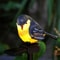 Solar Resin Bird Stake Light Waterproof Outdoor LED Animal Garden Lawn Decoration 0