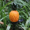 LED Solar Pineapple Yard Lamp Waterproof Simulation Landscape Stake Light For Garden Lawn 2