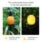 LED Solar Pineapple Yard Lamp Waterproof Simulation Landscape Stake Light For Garden Lawn 3