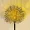 Solar Dandelion Aluminum Wire Ball Light Waterproof Outdoor LED Landscape Lamp Garden Decoration 7