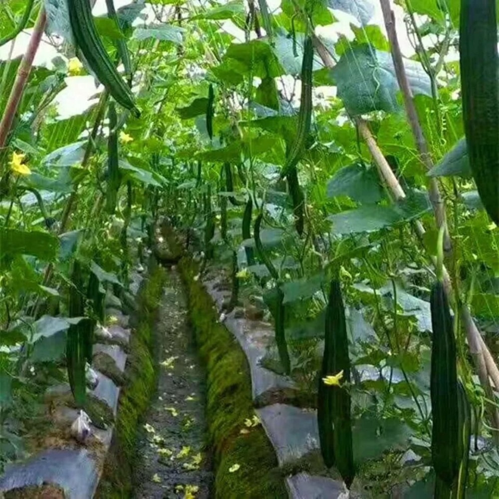 Garden Climbing Net Trellis Netting HeavyDuty Plant Support Stand For Flowers And Vegetables 5