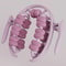 28 Wheel Annular Leg Clamp Massager AntiCellulite Body Slimming Roller 19