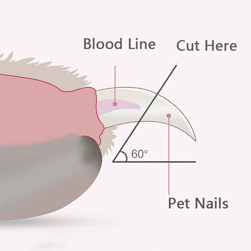 LED Pet Nail Clipper And HighPerformance Claw Grooming Architecture 4