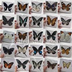 natural real butterfly specimens | 10-100pcs ethically sourced insect collection