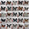 Natural Real Butterfly Specimens 10100Pcs Ethically Sourced Insect Collection 1