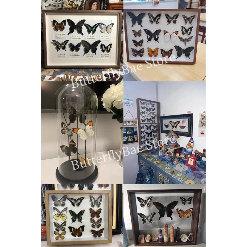 Natural Real Butterfly Specimens 10100Pcs Ethically Sourced Insect Collection 2