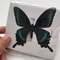 Natural Real Butterfly Specimens 10100Pcs Ethically Sourced Insect Collection 4