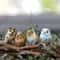 Mini Cute Animal Figurines 1 12 Scale Fairy Garden Miniatures Bonsai Crafts 22