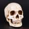 1 1 Lifesize Human Skull Resin Replica MedicalGrade Anatomical Model Decor 0