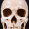 1 1 Lifesize Human Skull Resin Replica MedicalGrade Anatomical Model Decor 2