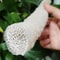 Natural Venus Flower Basket Sponge Rare Euplectella Sea Porifera Ocean Specimen 2