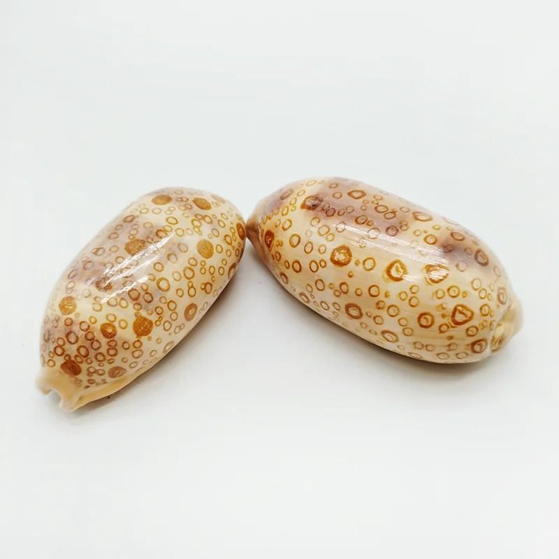 Rare Eyed Cowrie Shell Set Talparia Argus Serpents Head Ocean Specimen 3