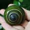 Rare Green Jade Snail Shell Authentic Dyakiidae Specimen For Aquarium Collection 2