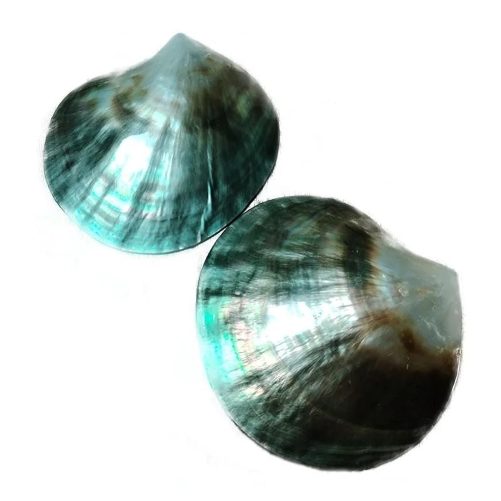 Polished Black Mother Of Pearl Shell Pinctada Margaritifera Sea Shell Collector Specimen 8