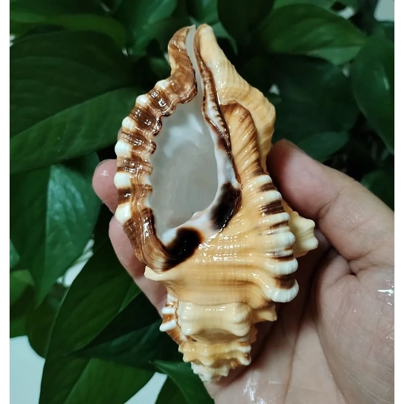 BlackSpotted Bath Triton Shell Natural YellowOrange Cymatium Lotorium Specimen 4