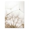 Nordic Coastal Canvas Art White Shell Dandelion Beach Wall Prints 8