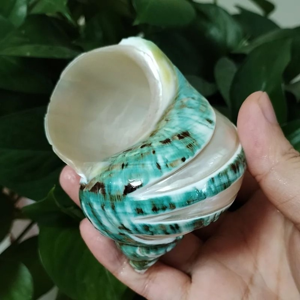 Natural Banded Jade Turbo Shell 911cm Premium Polished Green Blue Hermit Crab Home Coastal Decor 1