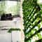 Artificial Green Ivy Vine Garland 2M Fake Leaf Rattan Hanging Creeper For Garden Wedding Wall Dec 5
