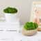 Natural Green Moss Simulation Eternal Life Moss For Micro Landscapes DIY Terrarium Fairy Garden 1