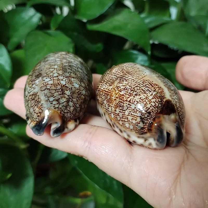 Natural Arabian Cowry Shells Rare Mauritia Arabica Seashells Beach Wedding Decor Artisan Jewelry 5