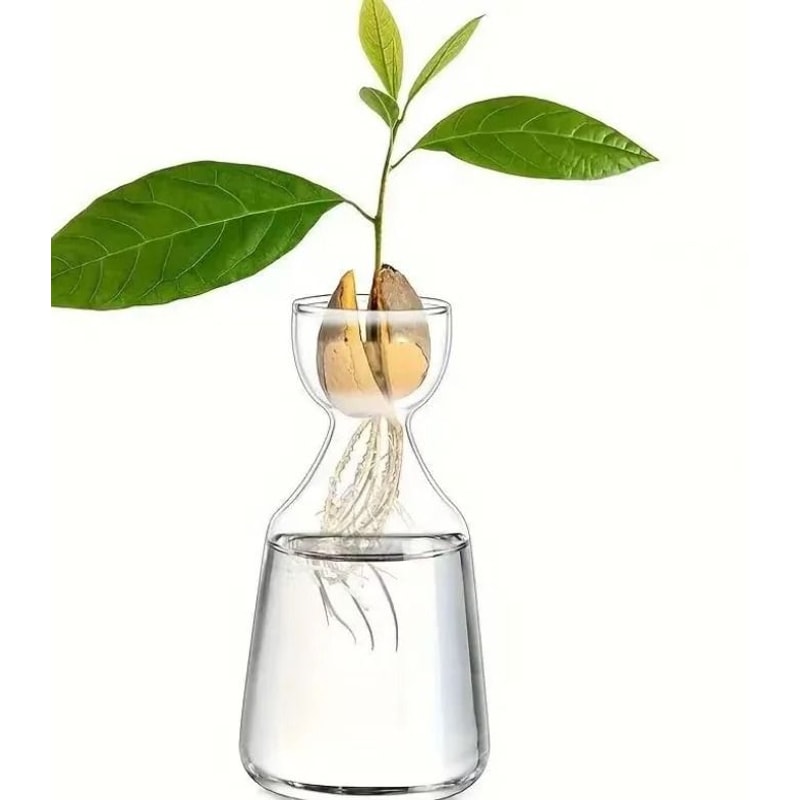 Avocado Seed Starter Glass Vase Grow Your Own Avocado Tree Professional Hydroponic Planting Pot 3