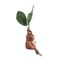Mythical Mandrake Resin Statue Forbidden Forest Root Figurine Professional Fantasy Garden Deskto 3