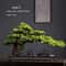 Simulation Welcome Pine Bonsai Professional FourSeasons Landscape Tree Executive Living Room Des 11