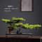 Simulation Welcome Pine Bonsai Professional FourSeasons Landscape Tree Executive Living Room Des 12