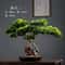 Simulation Welcome Pine Bonsai Professional FourSeasons Landscape Tree Executive Living Room Des 1