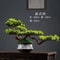 Simulation Welcome Pine Bonsai Professional FourSeasons Landscape Tree Executive Living Room Des 3