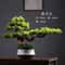 Simulation Welcome Pine Bonsai Professional FourSeasons Landscape Tree Executive Living Room Des 4