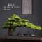 Simulation Welcome Pine Bonsai Professional FourSeasons Landscape Tree Executive Living Room Des 5
