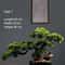 Simulation Welcome Pine Bonsai Professional FourSeasons Landscape Tree Executive Living Room Des 7