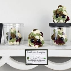 handcrafted "little weed nugget" plush | artisanal stuffed toy in display jar | executive lifestyle & creative sanctuary