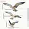 Retro Wooden Seagull Wall Set Coastal Bird Hanging Ornament Executive Home Office Maritime Sanct 8